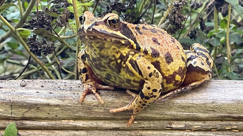 Grasfrosch in einem Kräuterbeet