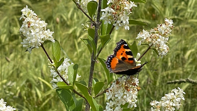 Kleiner-Fuchs-an-Ligusterblüte