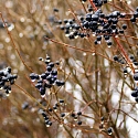 Kleiner-Fuchs-an-Ligusterblüte