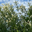 Kleiner-Fuchs-an-Ligusterblüte