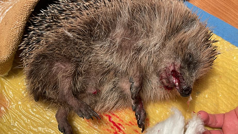 Verkehrsopfer Igel - Überfahrene Tiere sind nicht immer tot - Anhalten und Hinsehen kann Leben retten!