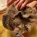 Verkehrsopfer Igel - Überfahrene Tiere sind nicht immer tot - Anhalten und Hinsehen kann Leben retten!