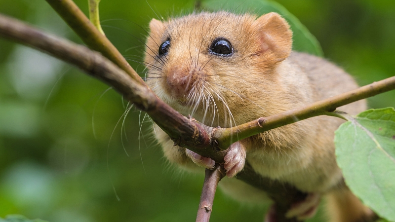Haselmaus (franz. Muscardin) auf Ast in einer Hecke