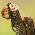 Haselmaus (franz. Muscardin) auf Ast in einer Hecke