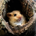 Haselmaus (franz. Muscardin) auf Ast in einer Hecke