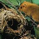 Haselmaus (franz. Muscardin) auf Ast in einer Hecke