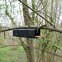 Haselmaus (franz. Muscardin) auf Ast in einer Hecke