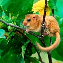 Haselmaus (franz. Muscardin) auf Ast in einer Hecke