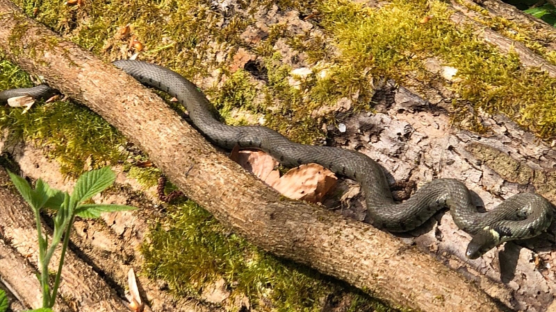 Ringelnatter im Wald (Foto: C. Bilger)