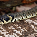 Ringelnatter im Wald (Foto: C. Bilger)