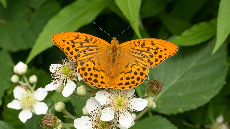 Schmetterling des Jahres 2022: der Kaisermantel 