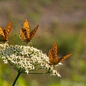 Schmetterling des Jahres 2022: der Kaisermantel 