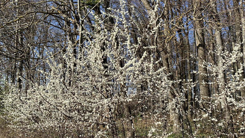 Schlehenblüte