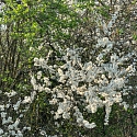 Schlehenblüte