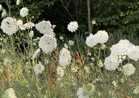Die wilde Möhre - kaum eine Wildpflanze ist wohl so schön und fotogen 