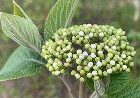 Viburnum lantana Blüte Wolliger Schneeball