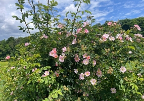 Wildrose in einer Hecke