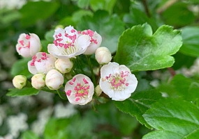 Weißdornblüte Detail