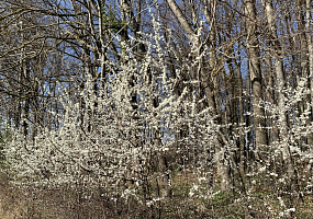 Schlehenblüte
