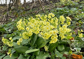 Primula elatior am Naturstandort Ende März.