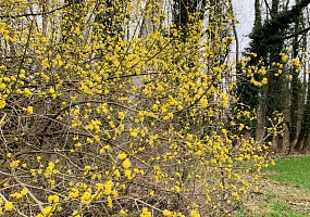 Kormelkirsche Cornus mas