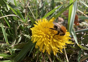 Löwenzahnblüte mit Pelzbiene