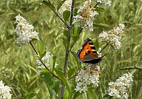 Kleiner-Fuchs-an-Ligusterblüte
