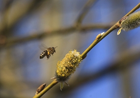 Biene an Salweide