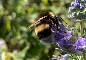 Caryopteris Bartblume Wildbiene