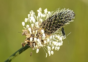 Blüte des Spitzwegerich  - Foto: Kathy Büscher