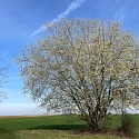Biene an Salweide
