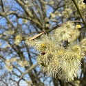 Biene an Salweide