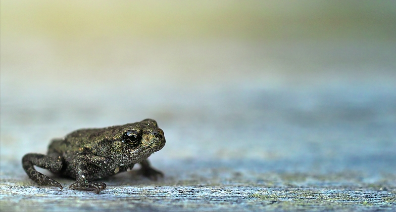 Foto: Johannes Plenio, Pexels