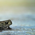 Foto: Johannes Plenio, Pexels