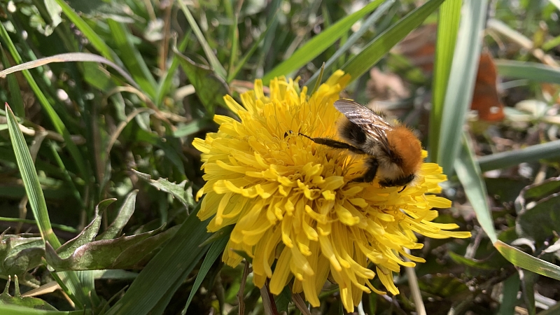 Löwenzahnblüte mit Pelzbiene