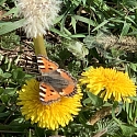 Löwenzahnblüte mit Pelzbiene