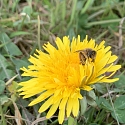 Löwenzahnblüte mit Pelzbiene
