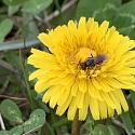 Löwenzahnblüte mit Pelzbiene