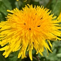 Löwenzahnblüte mit Pelzbiene