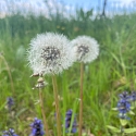 Löwenzahnblüte mit Pelzbiene