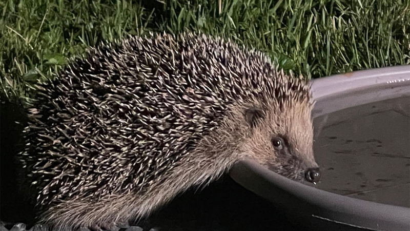 Wie durstigen Wildtieren helfen? So retten Wasserschalen und Tränken Leben von Igeln, Vögeln und Insekten 