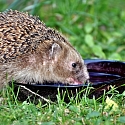 Wie durstigen Wildtieren helfen? So retten Wasserschalen und Tränken Leben von Igeln, Vögeln und Insekten 