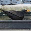Wie durstigen Wildtieren helfen? So retten Wasserschalen und Tränken Leben von Igeln, Vögeln und Insekten 