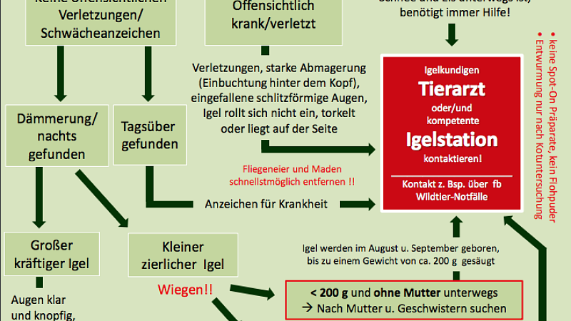 Igel-Notfall? Erste Hilfe & Adressen Igelstationen/ Igelhilfe/ Igelkundige Tierärzte im Dreiländereck F-CH-D