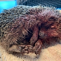 Igel-Notfall? Erste Hilfe & Adressen Igelstationen/ Igelhilfe/ Igelkundige Tierärzte im Dreiländereck F-CH-D
