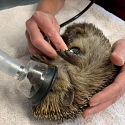 Igel-Notfall? Erste Hilfe & Adressen Igelstationen/ Igelhilfe/ Igelkundige Tierärzte im Dreiländereck F-CH-D