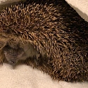 Igel-Notfall? Erste Hilfe & Adressen Igelstationen/ Igelhilfe/ Igelkundige Tierärzte im Dreiländereck F-CH-D