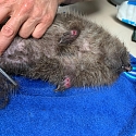 Igel-Notfall? Erste Hilfe & Adressen Igelstationen/ Igelhilfe/ Igelkundige Tierärzte im Dreiländereck F-CH-D