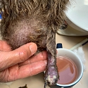 Igel-Notfall? Erste Hilfe & Adressen Igelstationen/ Igelhilfe/ Igelkundige Tierärzte im Dreiländereck F-CH-D