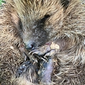 Igel-Notfall? Erste Hilfe & Adressen Igelstationen/ Igelhilfe/ Igelkundige Tierärzte im Dreiländereck F-CH-D